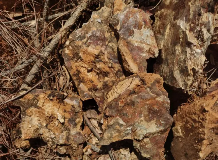 酸化金鉱石の加工試験